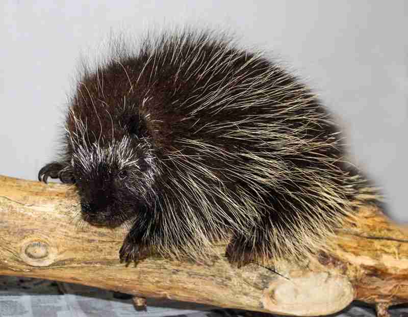 porcupine
