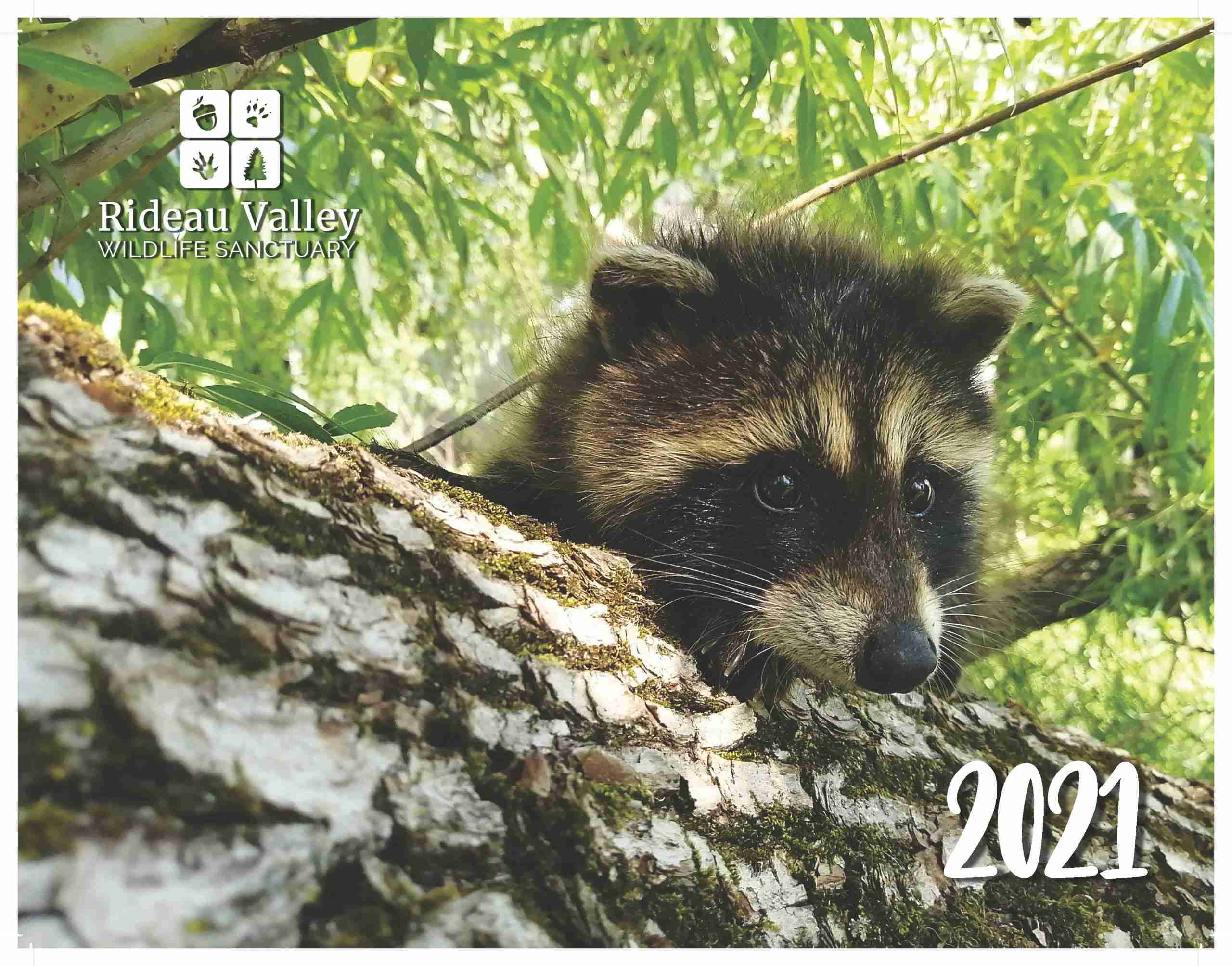 helps injured wild life animals