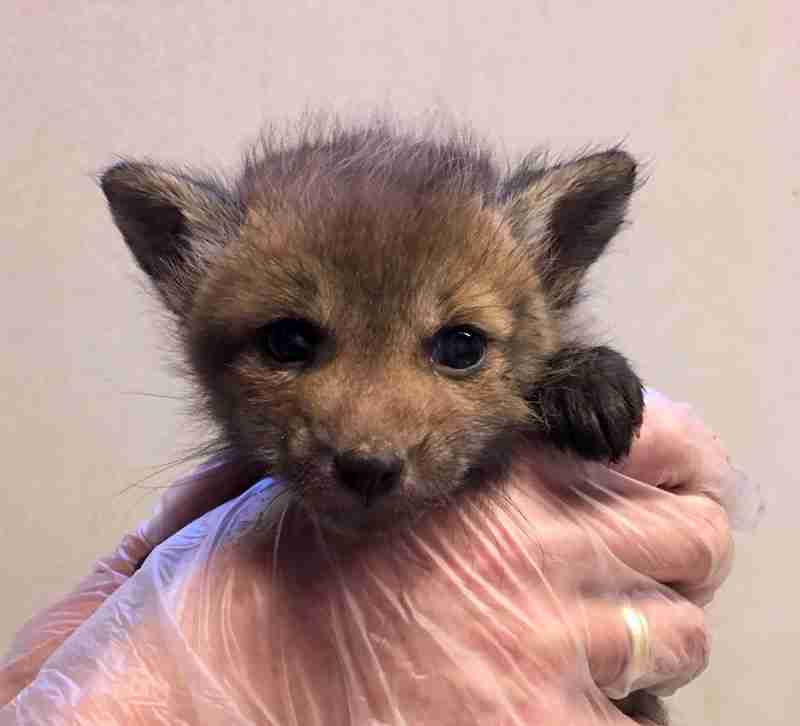 baby fox small