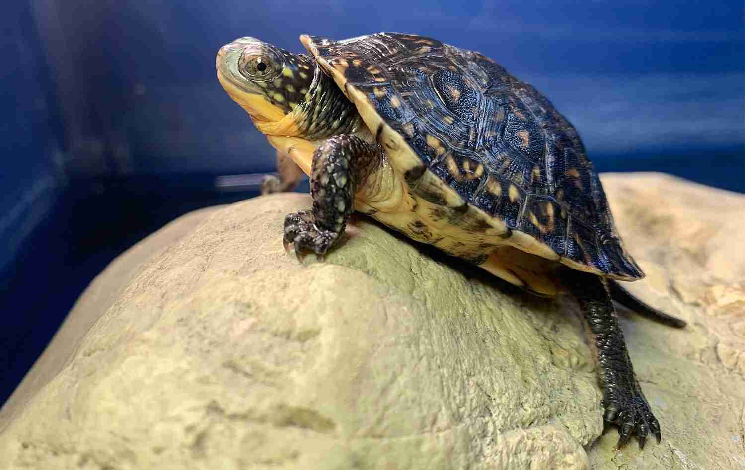 Blanding's turtle on a rock