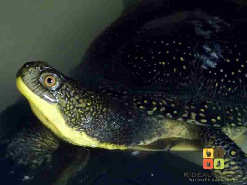 The Blanding’s Turtle has a distinct yellow neck and domed shell.