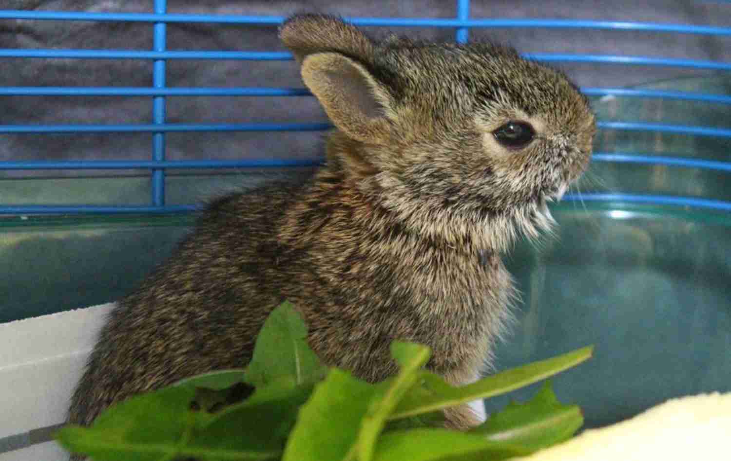 Eastern Cottontail Eastern cottontail rabbit in a cage