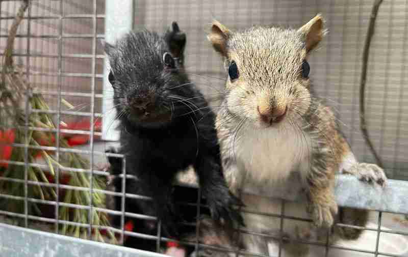 34 squirrels wild animal