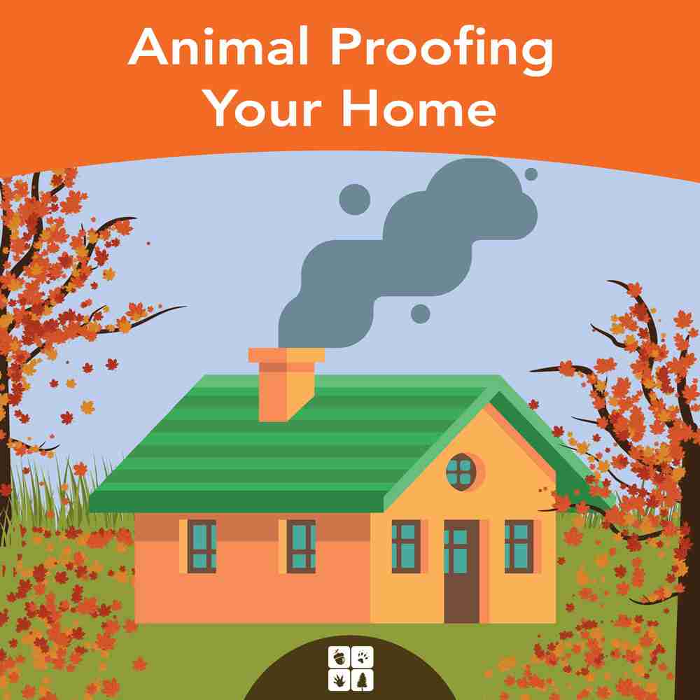 Animal proofing your home from wild animals