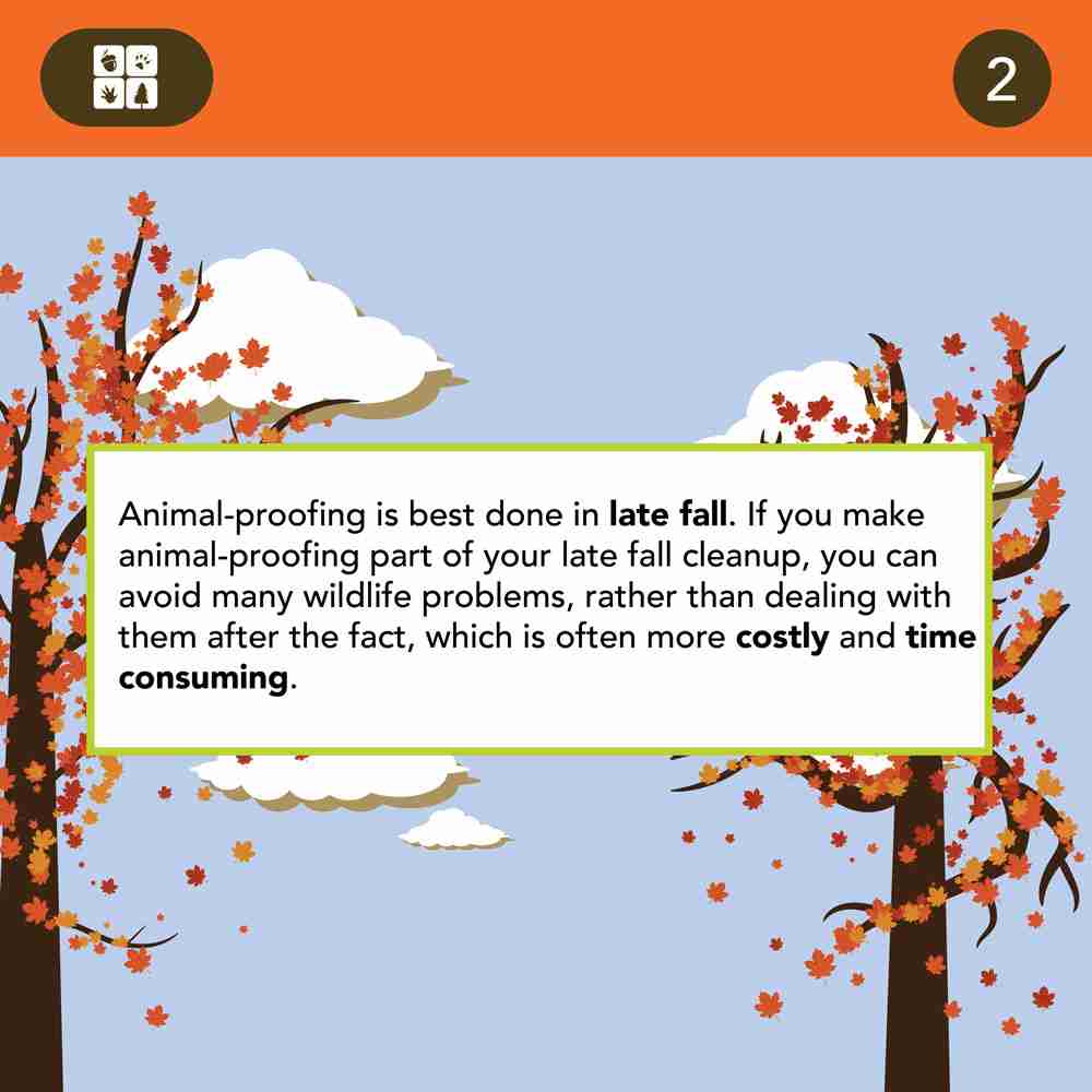 Animal proofing is best done in Late fall