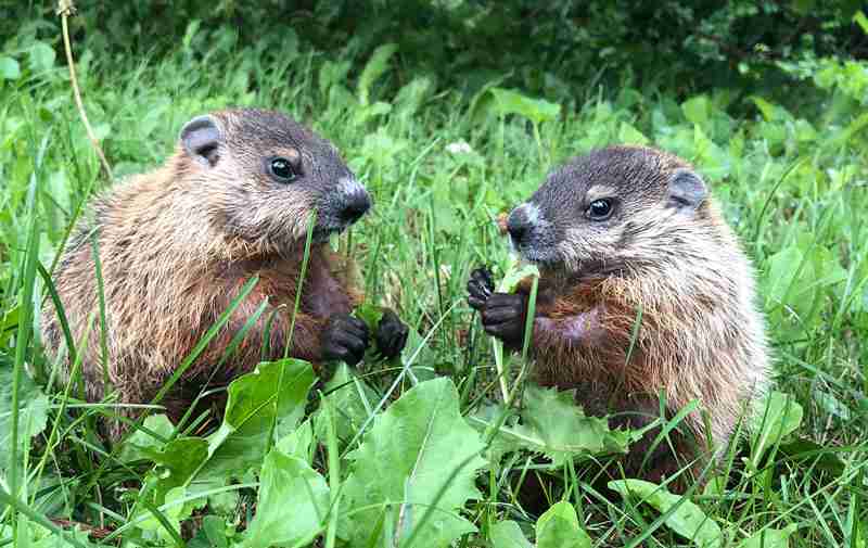 Ground Hogs