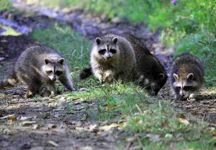 Animal Control Company in Ontorio