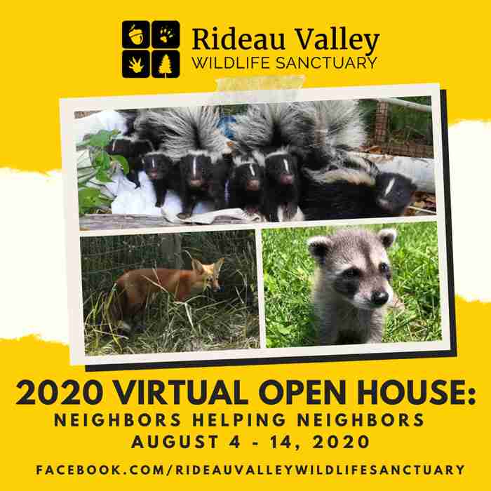 Virtual Open house