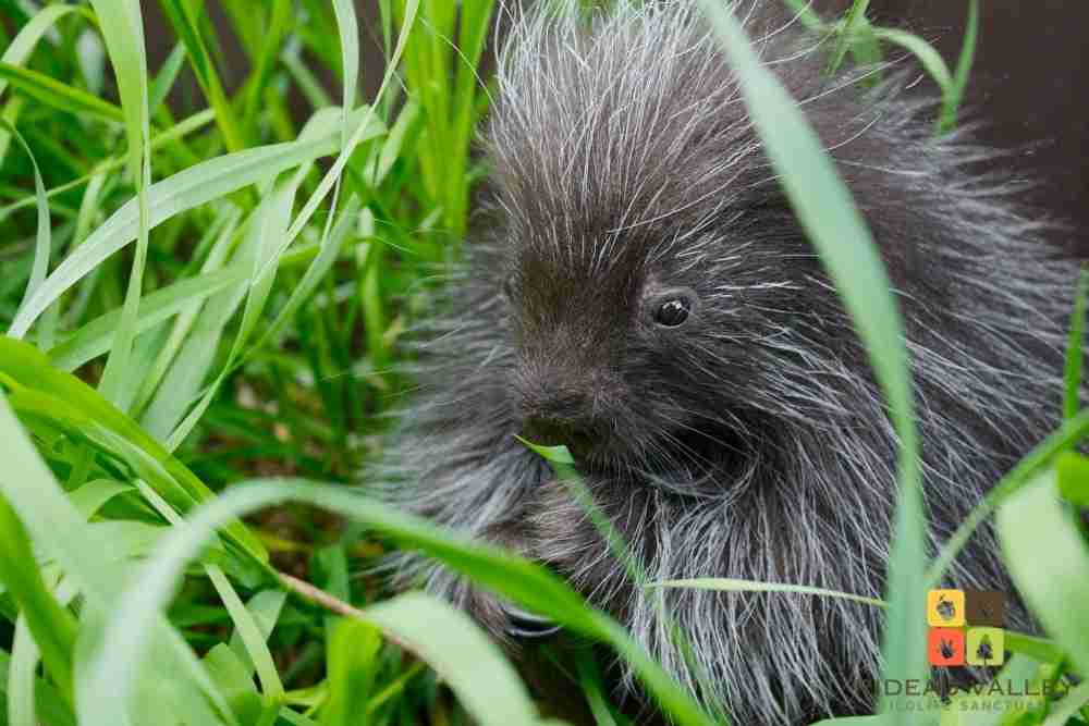 Porcupine-Charlotte-in-the-grass-logo Porcupine in the grass