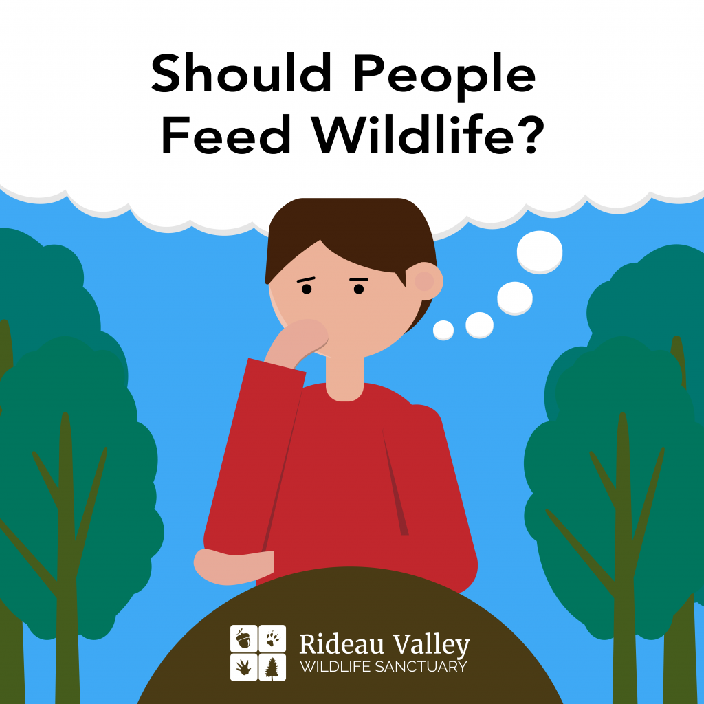 Should People Feed Wildlife
