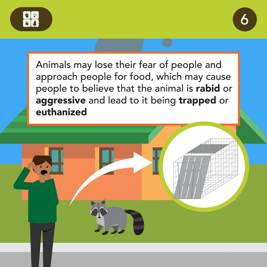 Should People Feed Wildlife