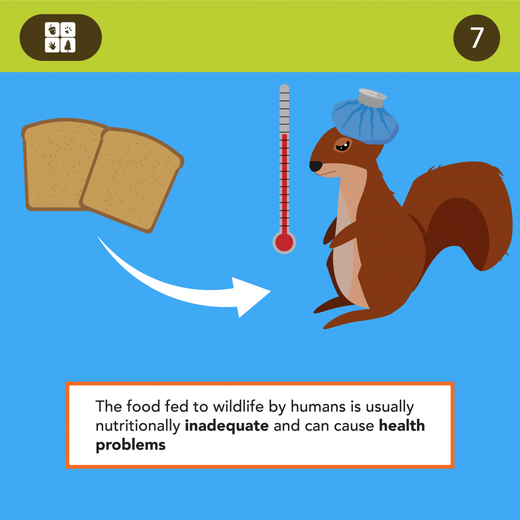 Should People Feed Wildlife