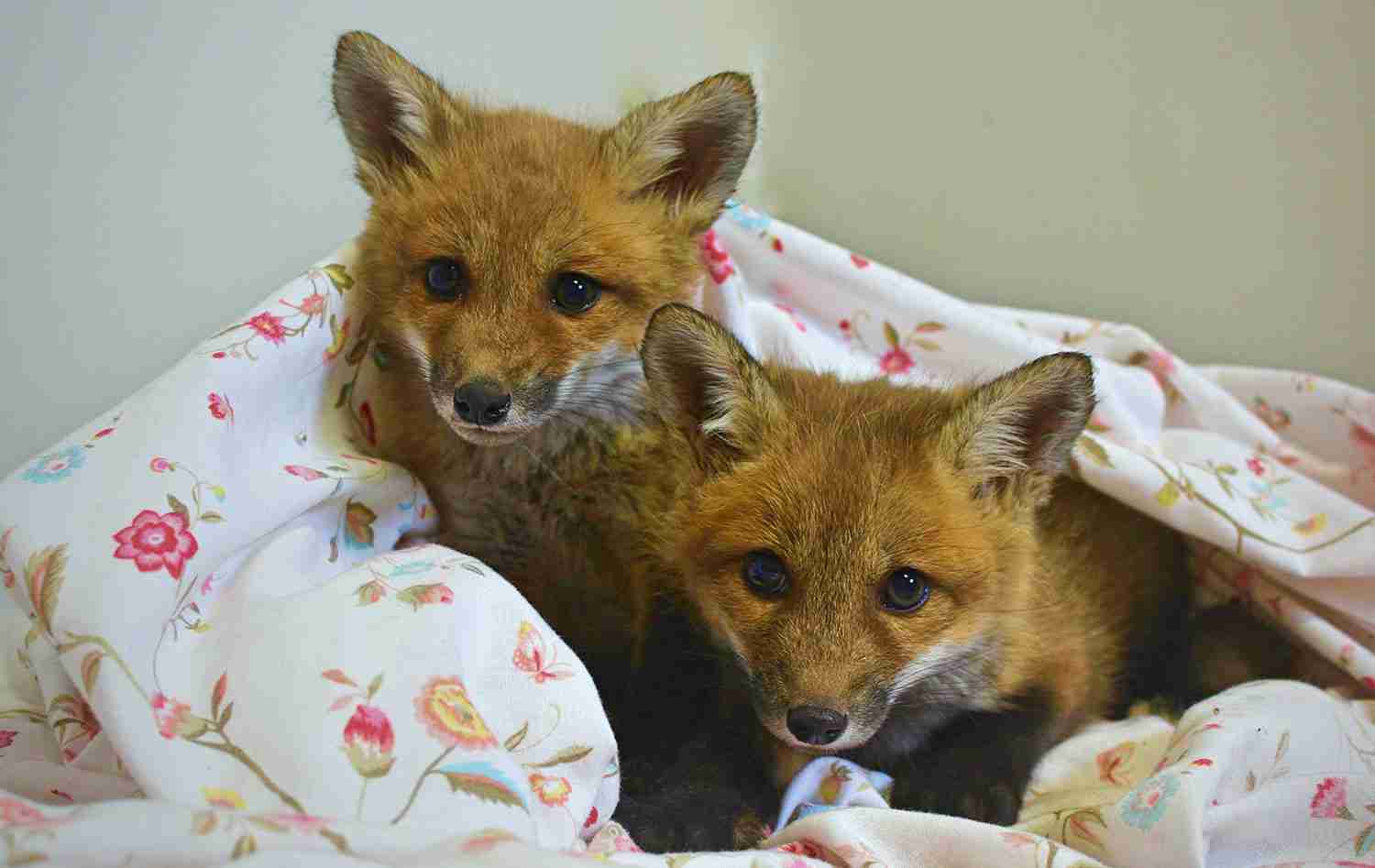 Baby foxes rscu