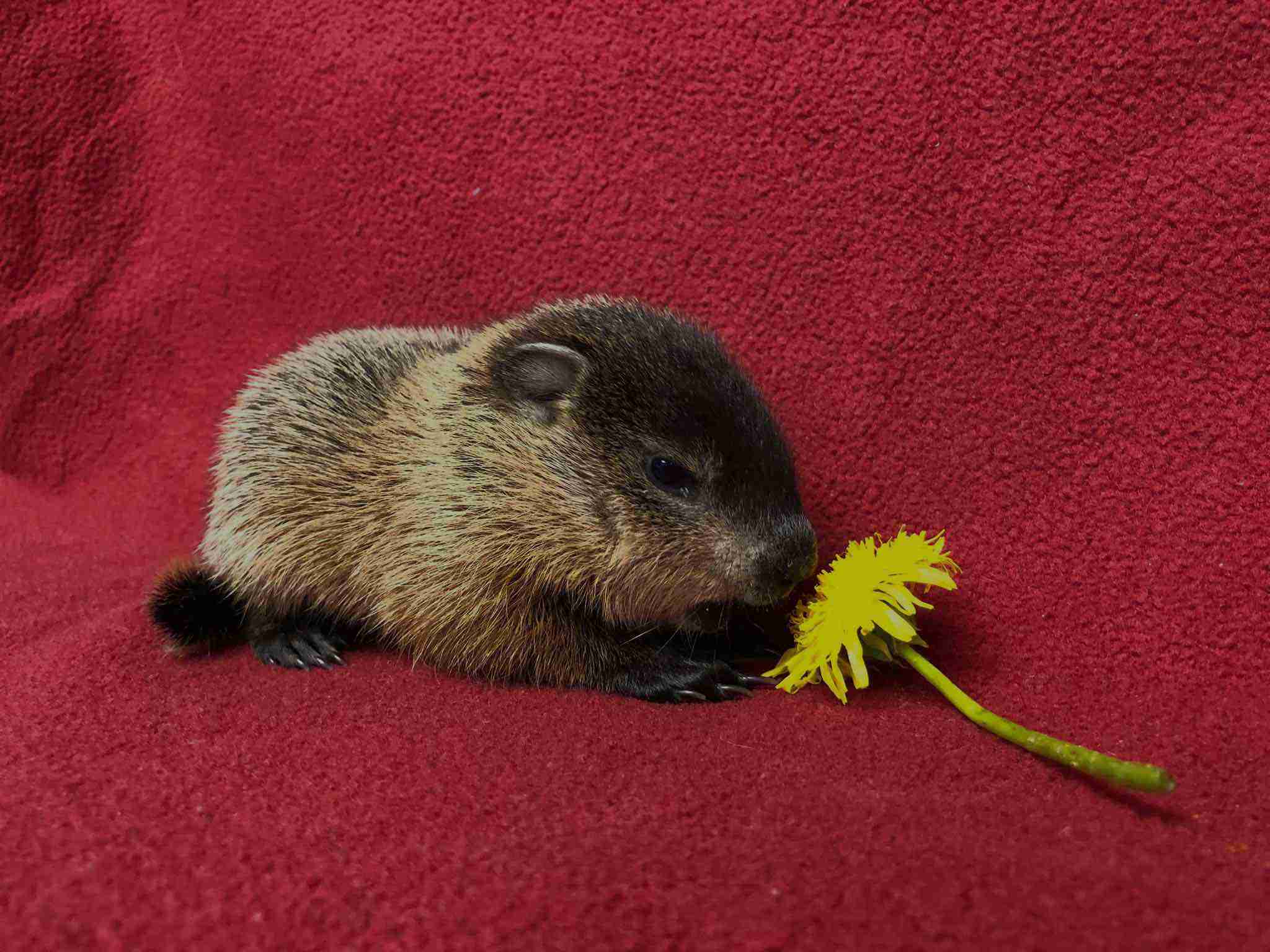 Baby groundhog home image 2