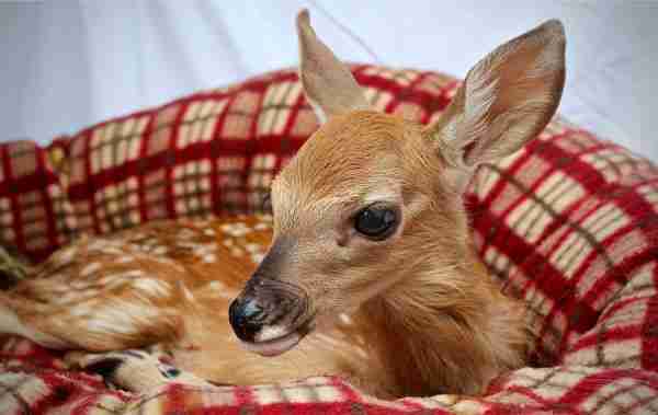 fawn-600×379 rescue fawn