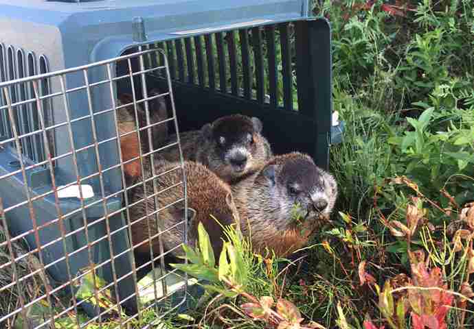 Humanely Evict Wildlife