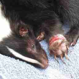 Rescue Animal is Suffering or in Danger