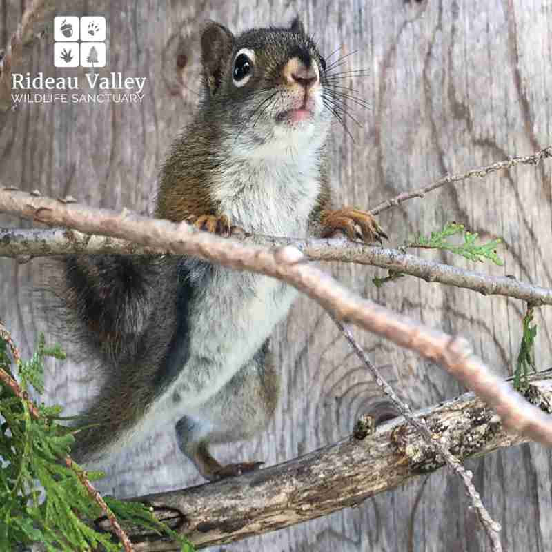 squiral rescue injured squirrels