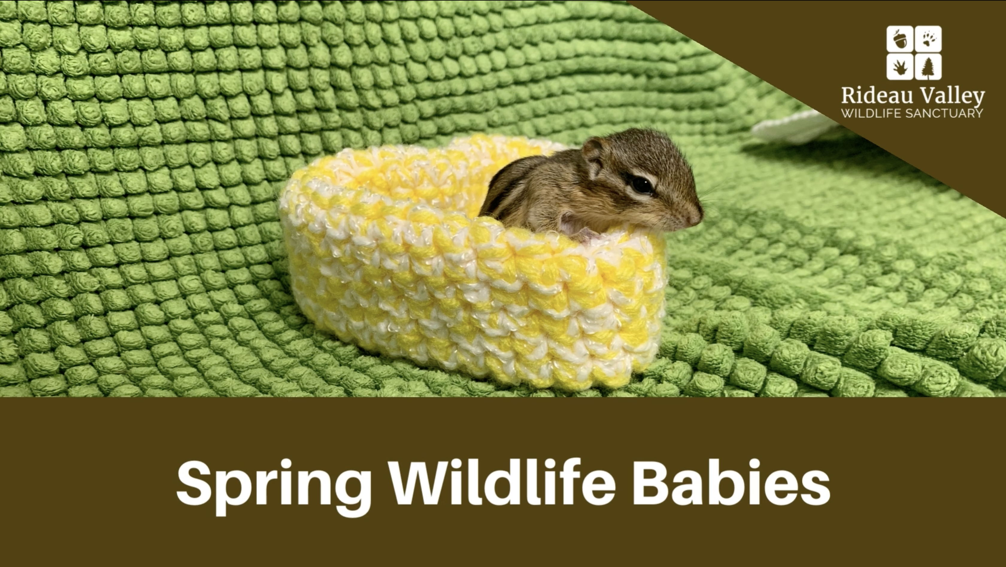 Squirrel baby