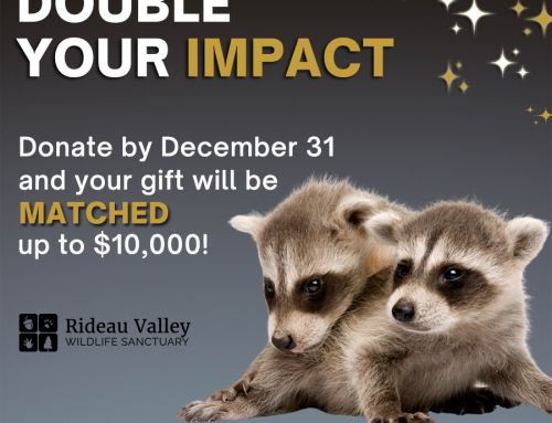 Your Holiday Gift Will Be Matched!
