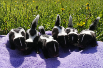 skunk lineup skunk lineup