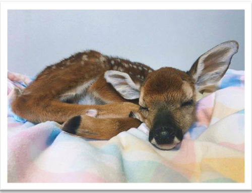 Some memorable patients