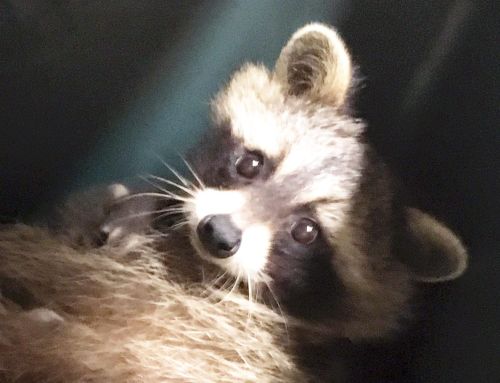 The mom raccoon who couldn’t count..